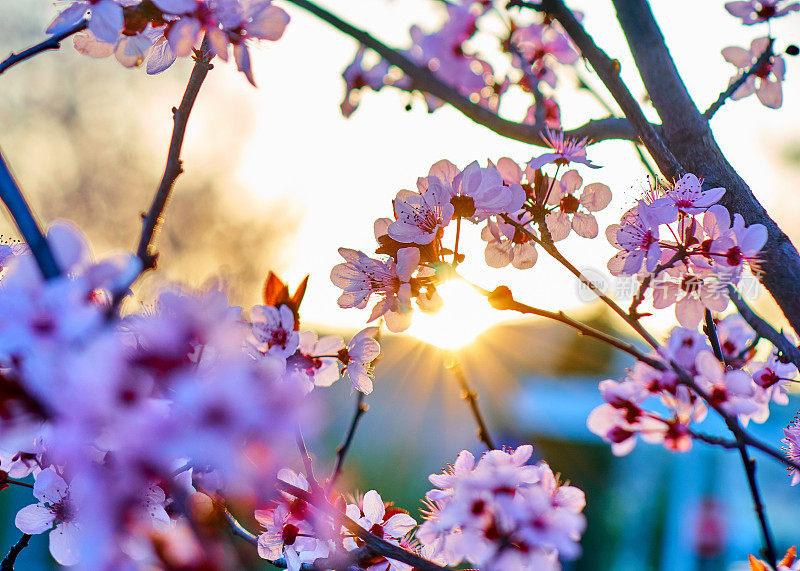 在日落时盛开的樱花