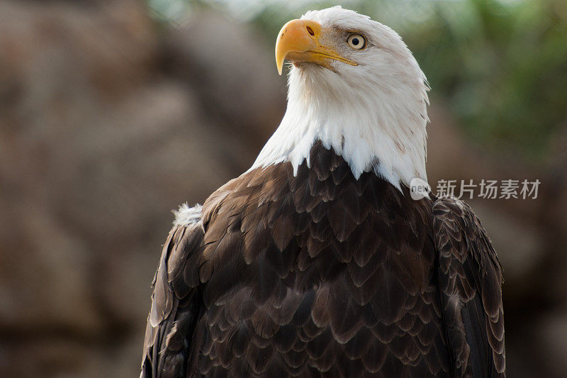 白头海雕