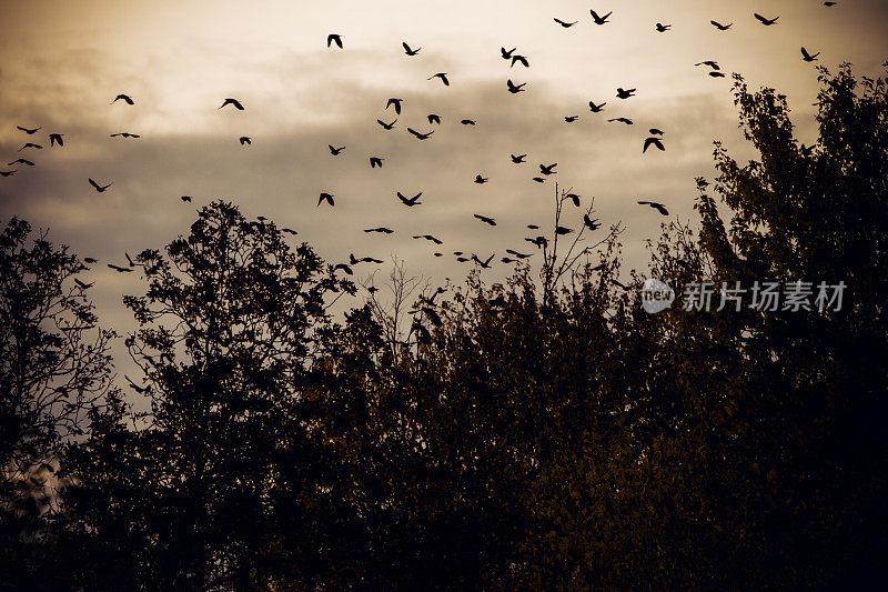 黄昏时，数百只乌鸦飞过林木线