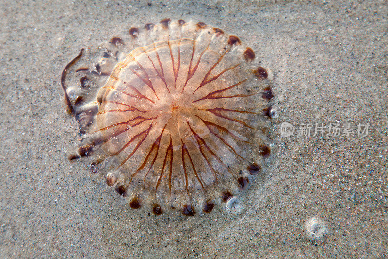 海滩上有水母