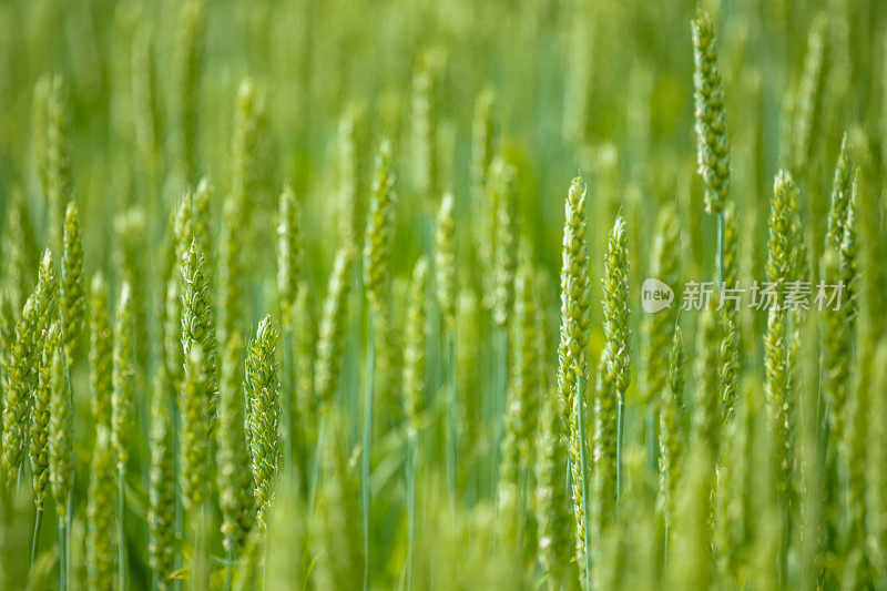 瑞士的小麦