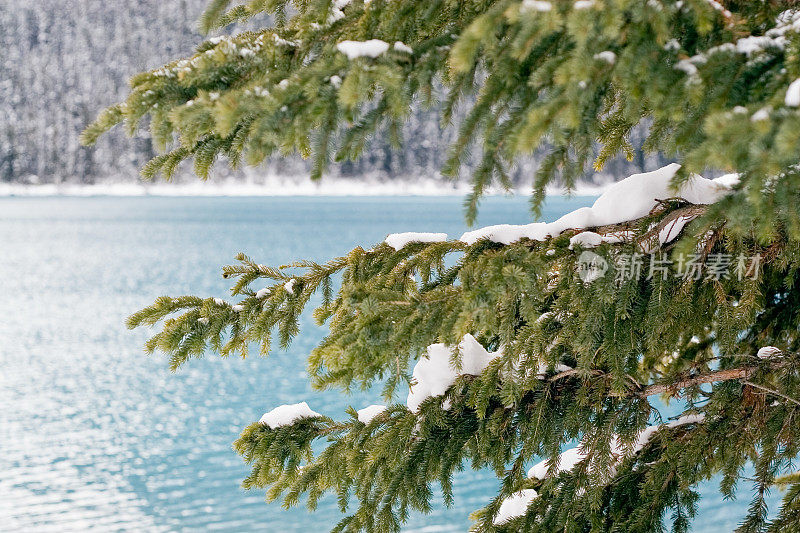 湖滨林山松枝上的雪