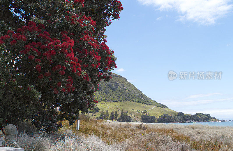 Pohutukawa花在海滩上