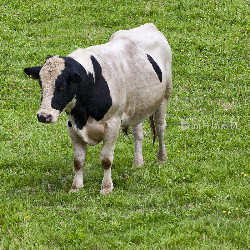 新西兰农村的奶牛