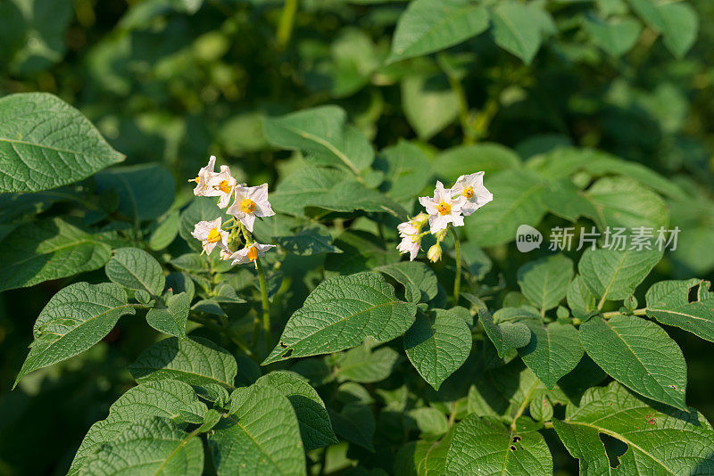 花园里盛开的马铃薯