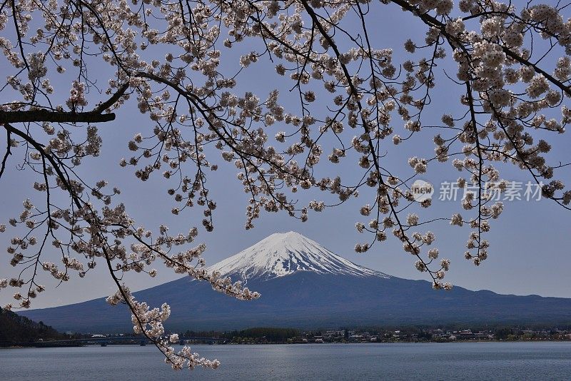 富士山和川口湖的樱花