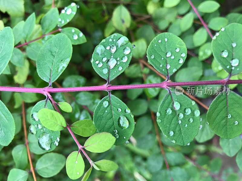 雨滴