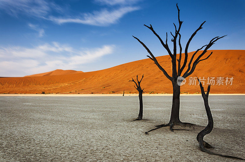 纳米比亚纳米布沙漠DeadVlei的枯树和一个橙色沙丘的背景