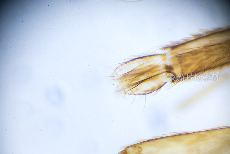 蚊子-显微镜下的雌性嘴巴