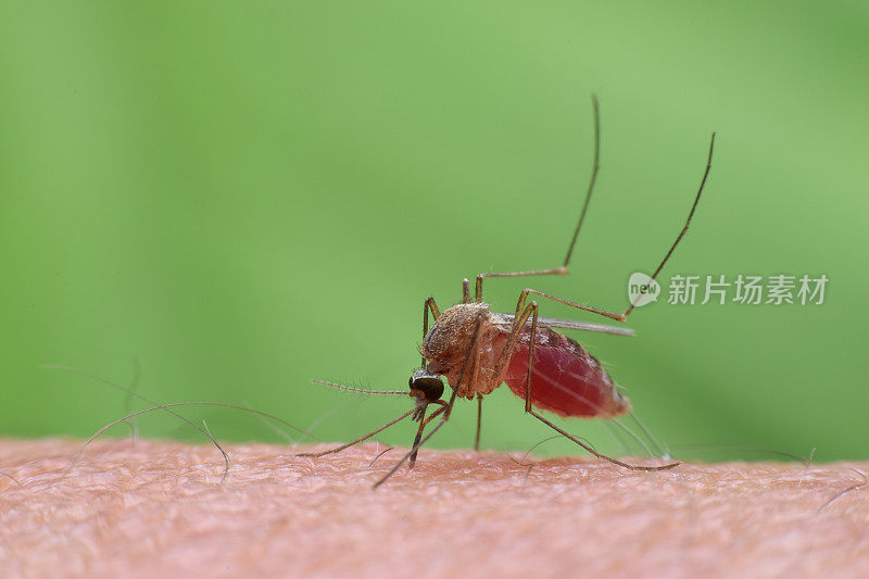 蚊子叮咬人体皮肤并吸血。