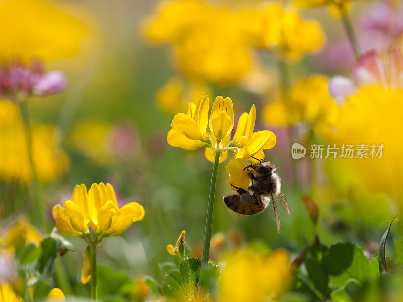 蜜蜂在春天的黄色野花上