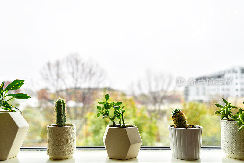 窗台上白色花瓶里的多肉植物和仙人掌