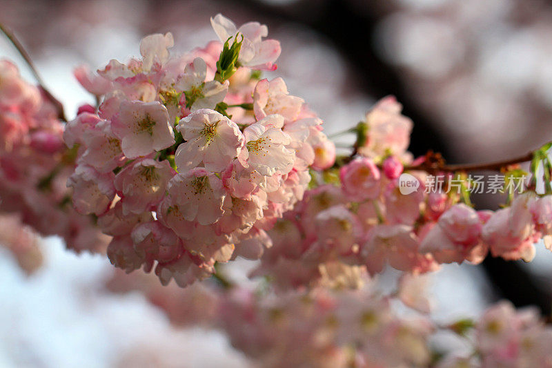 载满鲜花