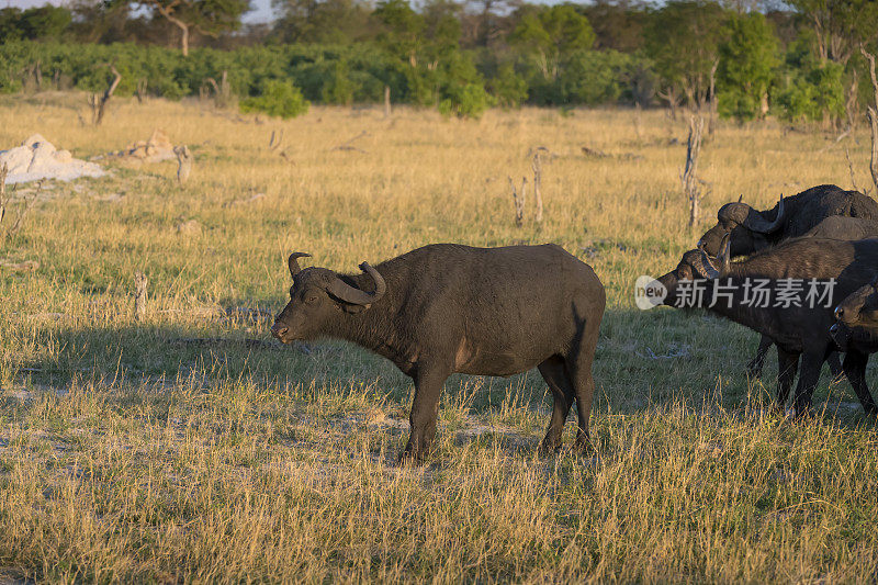 津巴布韦万基国家公园，一只巨大的非洲野牛开始挑战狮子的骄傲
