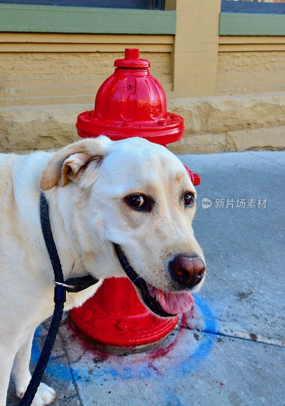 拉布拉多寻回犬和消防栓