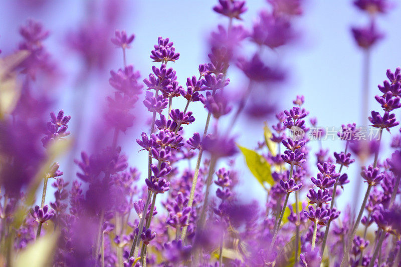 紫罗兰薰衣草田在安大略省，加拿大王子爱德华国家。