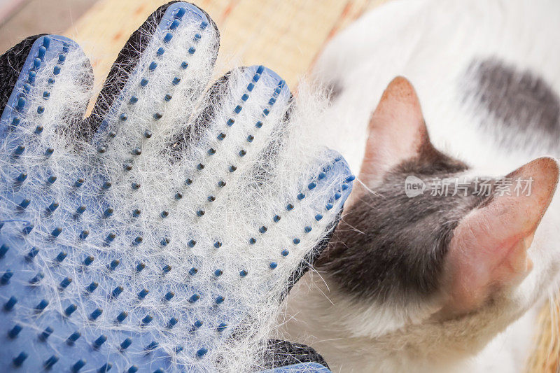 白毛猫在美容手套上的损失