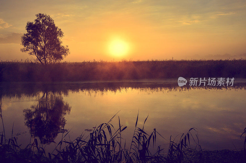 在河边和树上拍摄夏天日出的照片