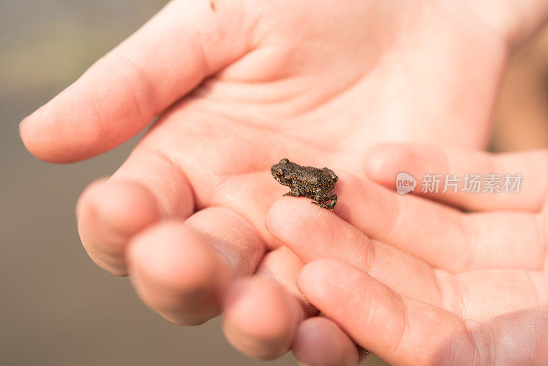 一只小青蛙在一个女孩的手里