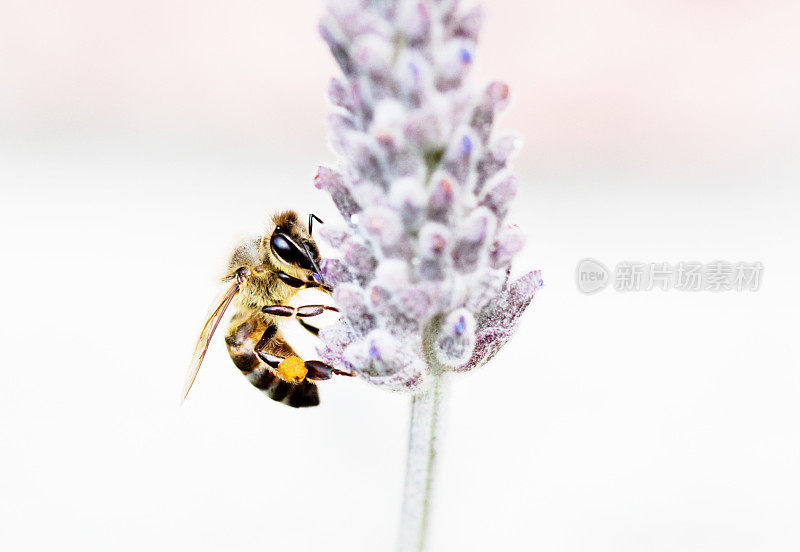 蜜蜂栖息在薰衣草花上