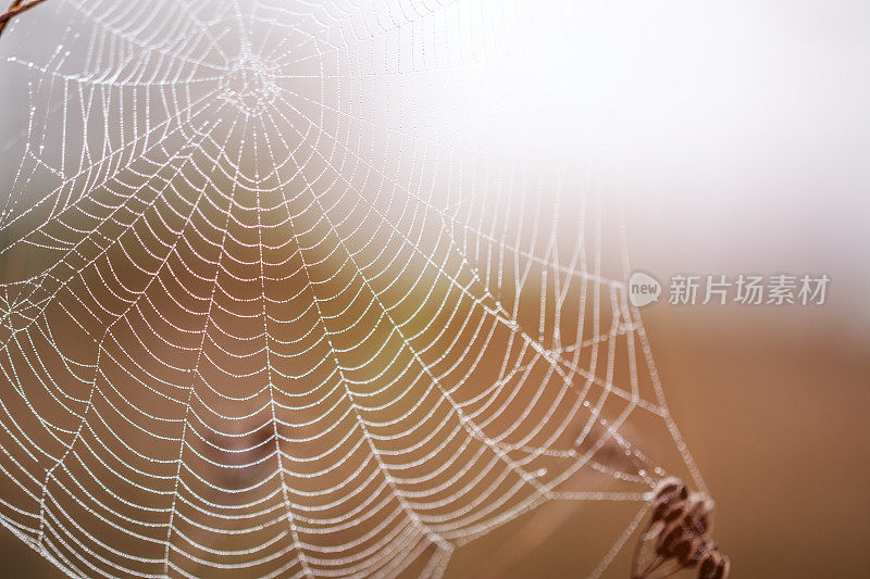 蛛网上的露珠