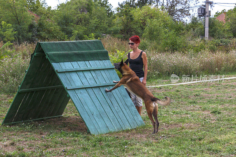 荷兰牧羊犬跳过障碍