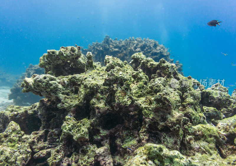 受破坏的脆弱生态系统和海洋环境中的珊瑚礁白化。