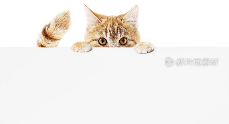 有趣的宠物猫显示一个布告孤立在白色背景空白网页横幅模板和复制空间