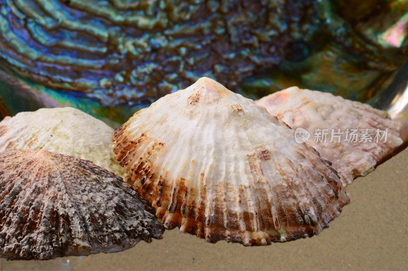 一群帽贝海螺壳躺在沙滩上。