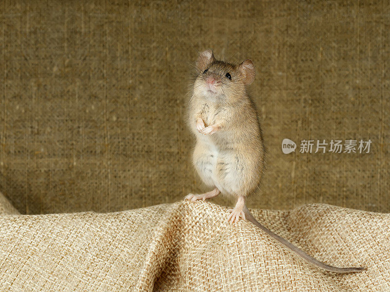 特写的老鼠站在它的后爪在一个亚麻粗麻布上的背景画布。