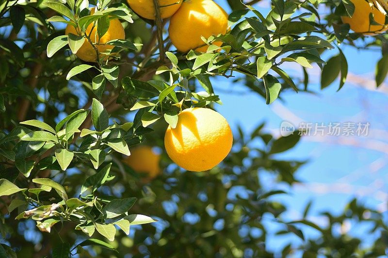 成熟的橙子在树上准备收割