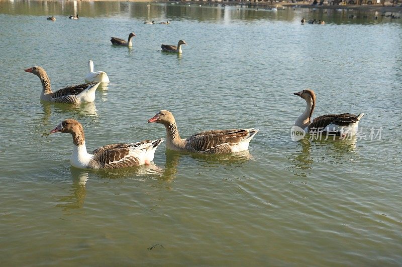 宁静的白天鹅鸭漂浮在湖中