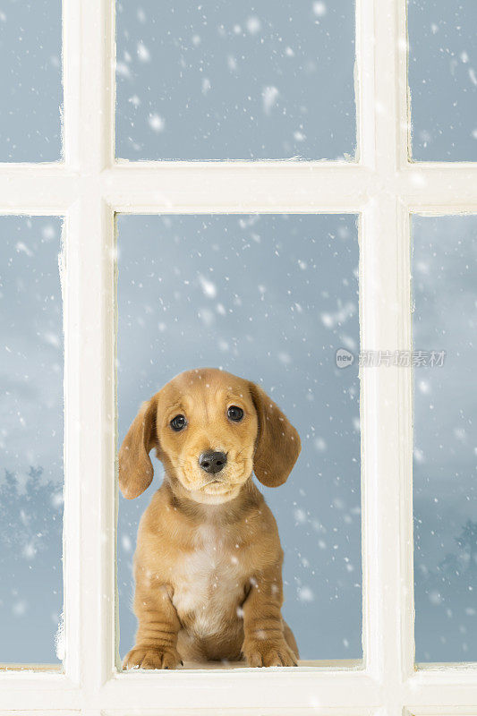 可爱的腊肠小狗在下雪时透过窗户看