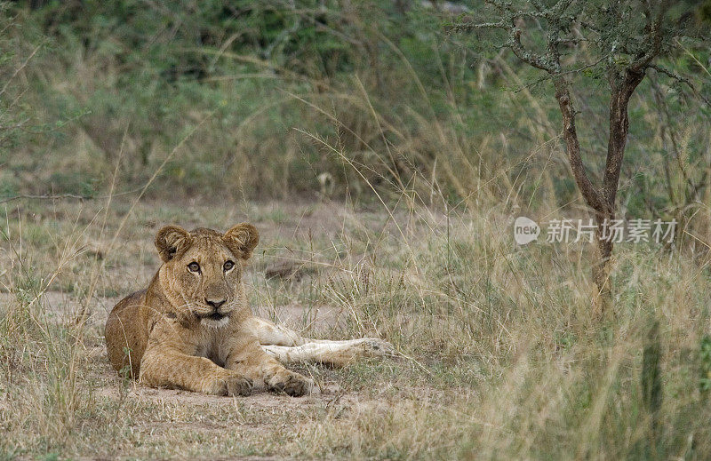 乌干达伊丽莎白女王国家公园自然栖息地的母狮