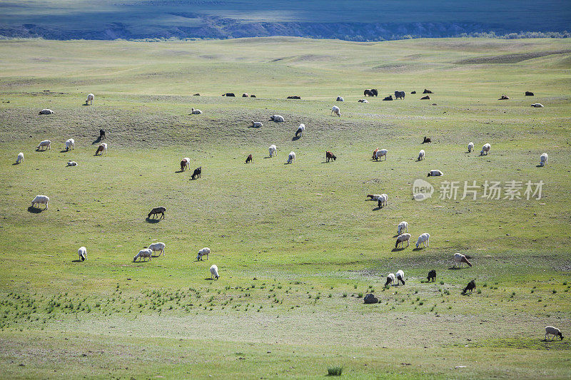 蒙古的绵羊和山羊