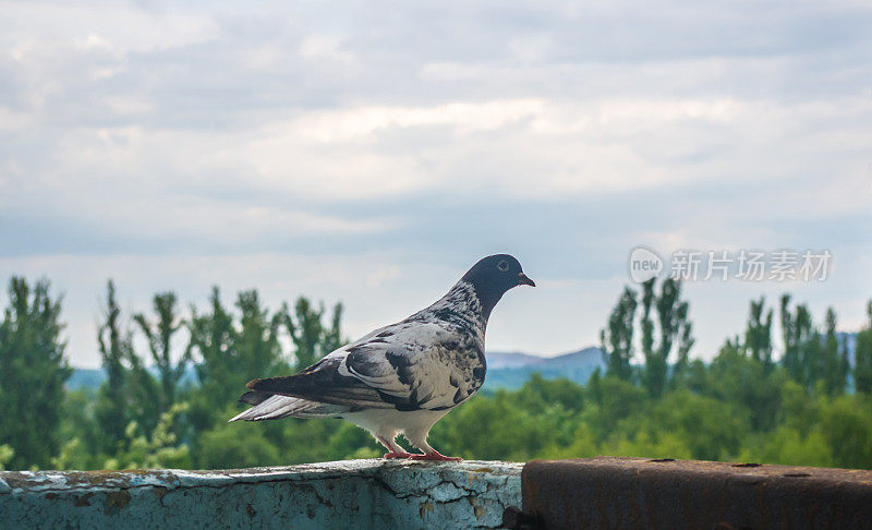 鸽子在城市景观的背景上