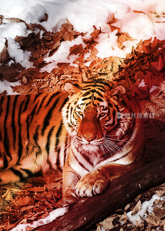 大老虎在雪地里，美丽的，野生的，条纹猫，在开阔的树林里，直视着我们。