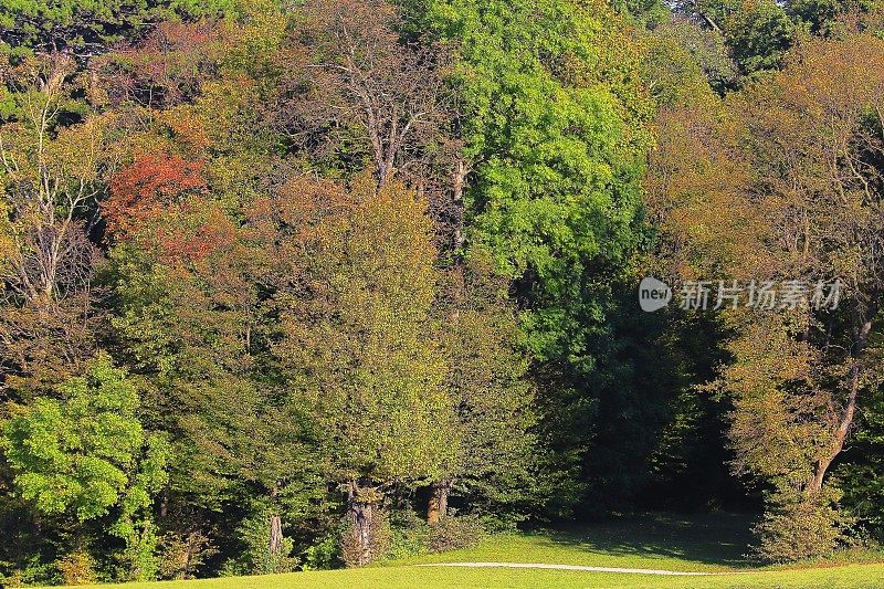 树木林地在金色的秋天在Stadtpark，维也纳公共公园