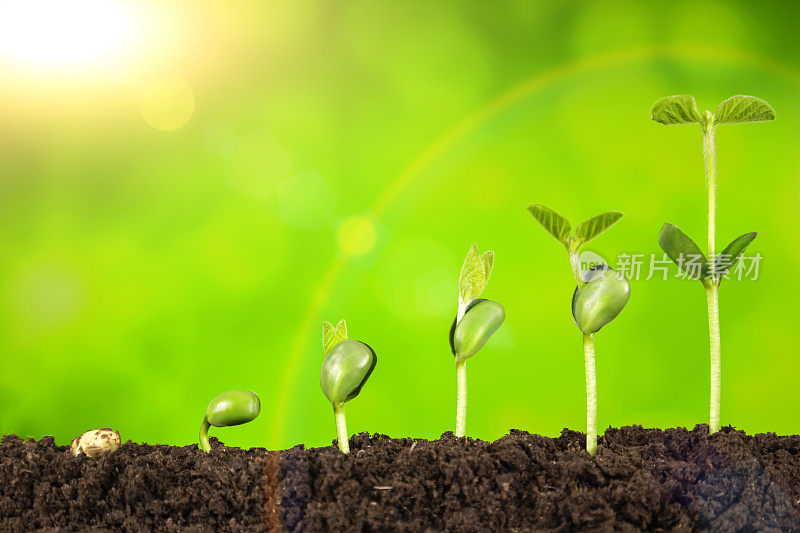 商业成长:植物生长在绿色背景的土壤中