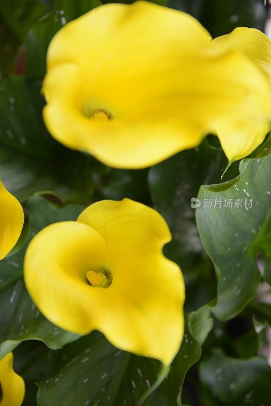 黄色的马蹄莲花
