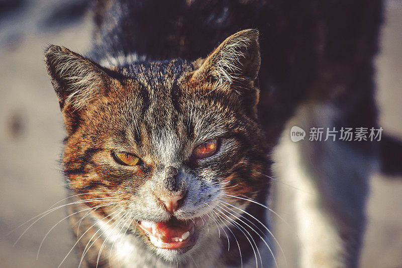 愤怒的虎斑猫攻击摄像机