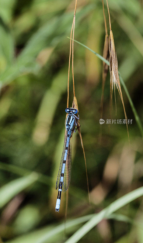 埃纳拉格玛・赛亚蒂格鲁姆