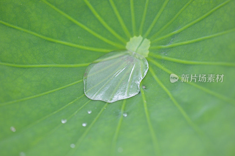 荷叶上的水滴