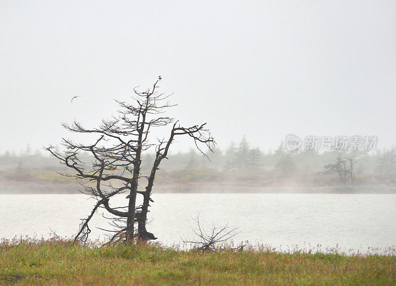 干树，湖森林岛，白茫茫的天空背景，有雾