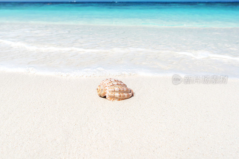 夏季海滩贝壳和海洋背景