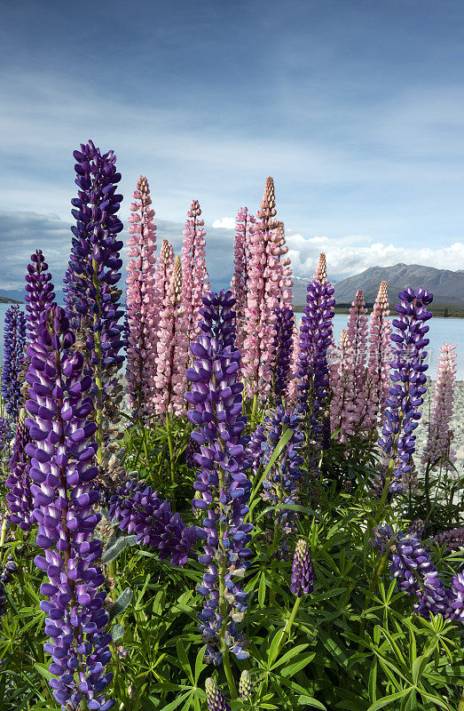 新西兰特卡波湖的Lupins