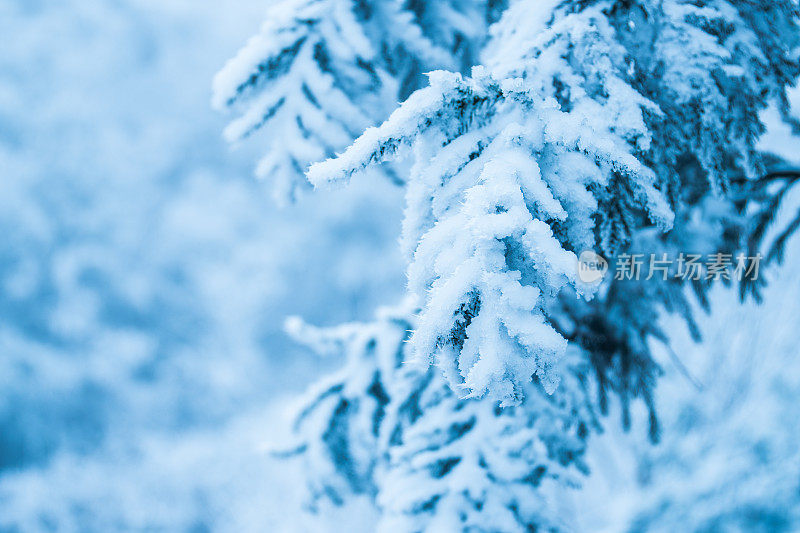 松树枝上缀着雪