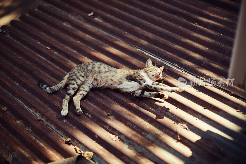 躺在屋顶上的虎斑猫
