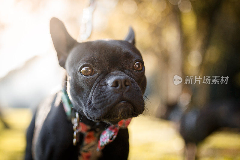 黑色法国斗牛犬宠物自然画像