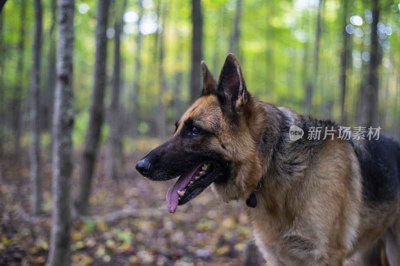 秋天森林里的德国牧羊犬